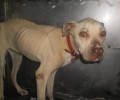 Σαλαμίνα: Εγκατέλειψε τον σκύλο στο δάσος για να πεθάνει αβοήθητος